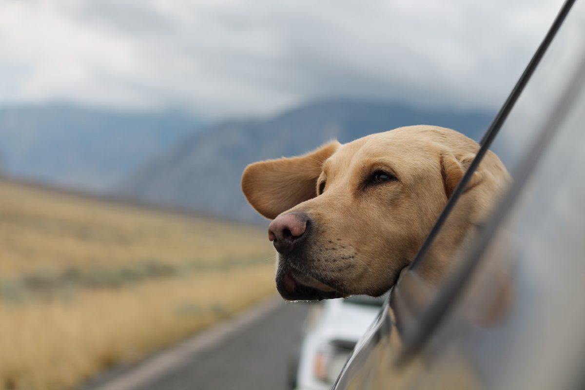 Sikker og behagelig transport af din Labrador hvalp i bilen